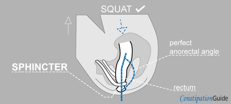 relaxing the sphincter anatomy with squatting image